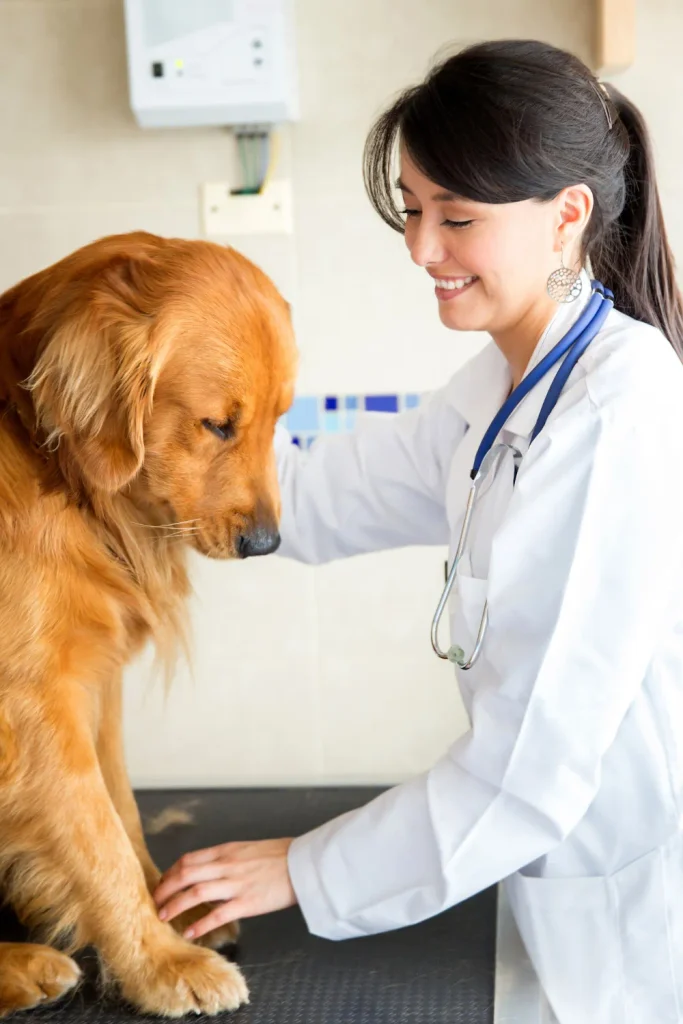 Veterinarian smiling and examining a golden retriever on a checkup table