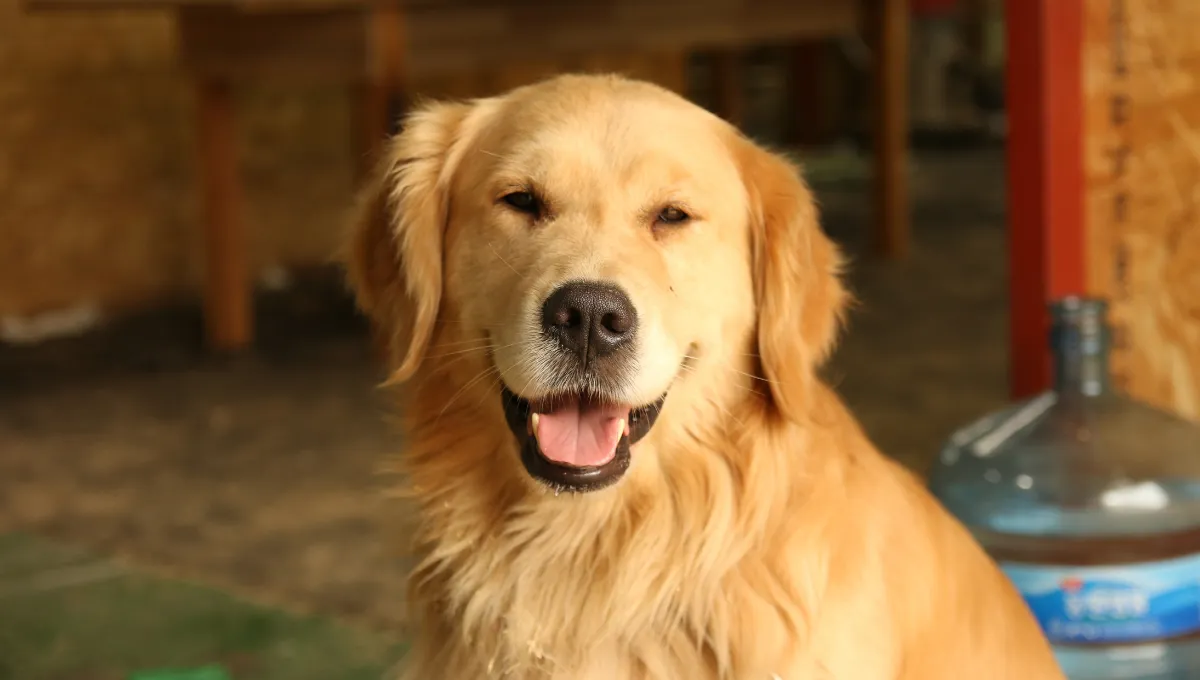 Golden retriever smiling with tongue out, sitting indoors