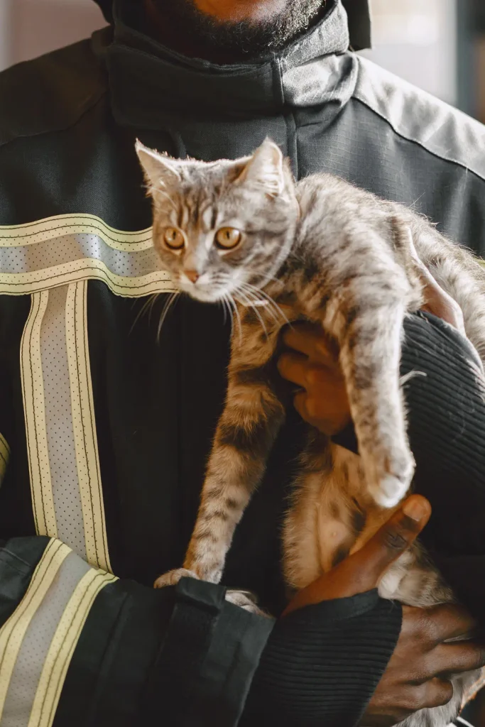 house fire cats Dixon California