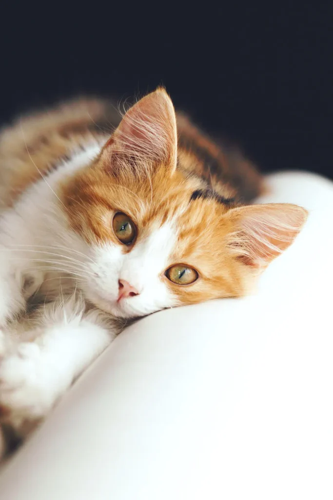  how long can you leave a cat alone