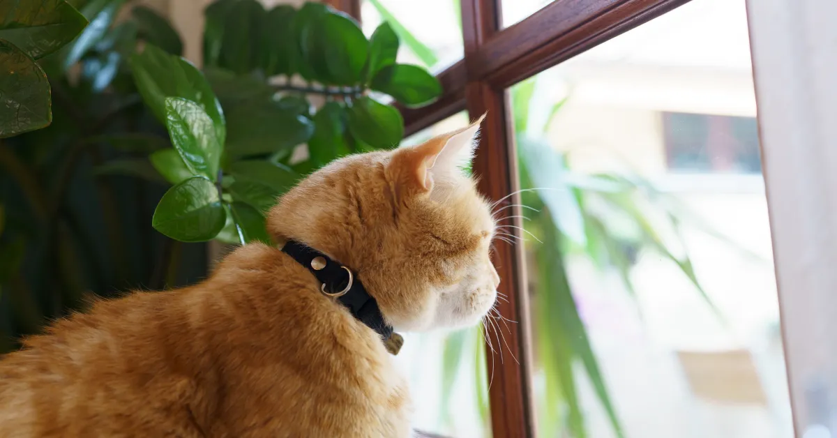 how long can you leave a cat alone
