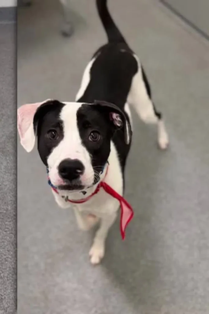 Jersey, a black and white dog wearing a red bandana, looking up at the camera at Lucas County Canine Care and Control