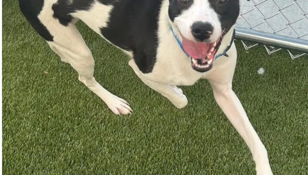 Jersey, a black and white dog up for adoption at Lucas County Canine Care and Control, standing on artificial turf