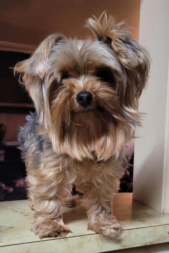 Lilly the Yorkie, the Cedar City dog mistakenly euthanized by a vet