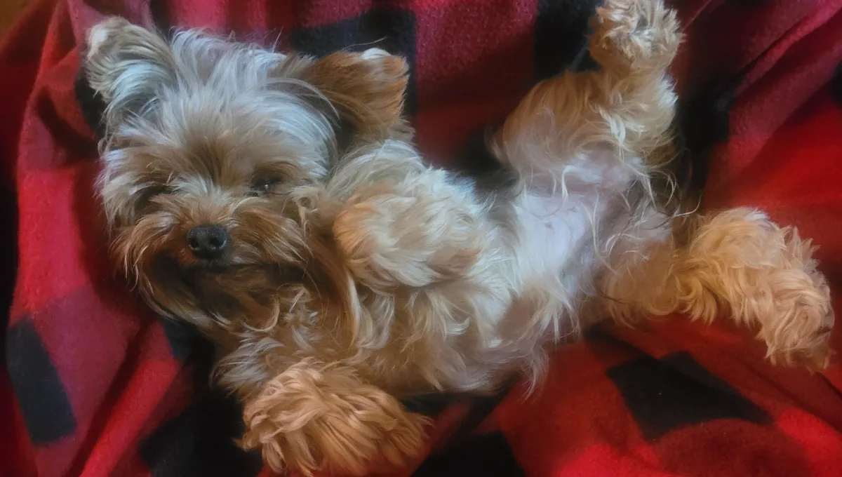 Lilly the Yorkie, the Cedar City family dog accidentally euthanized by a vet