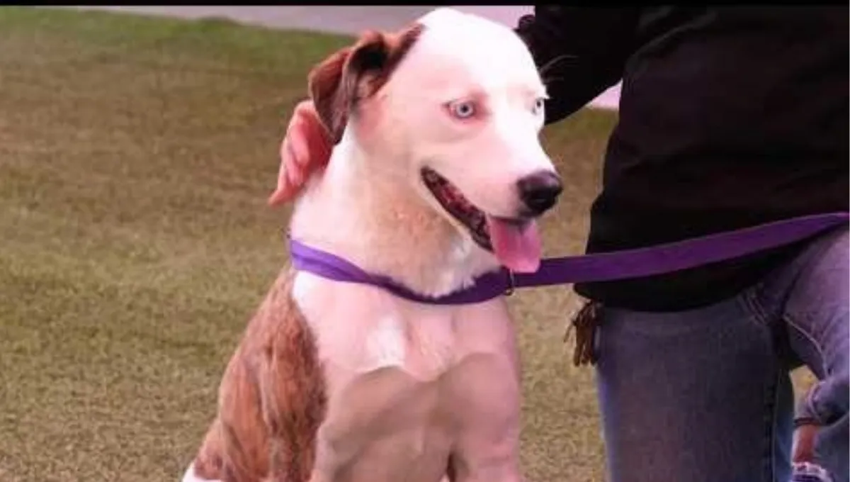 Loretta, a dog rescued from neglect, sitting on a leash and ready for adoption