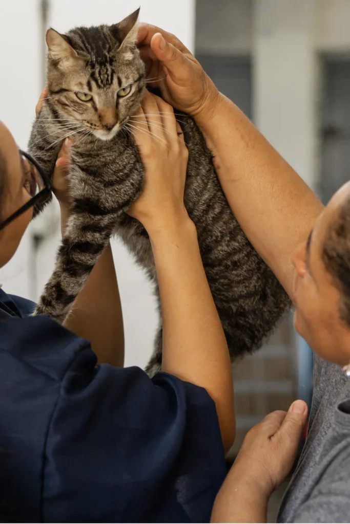 lost cat found Panama City Florida