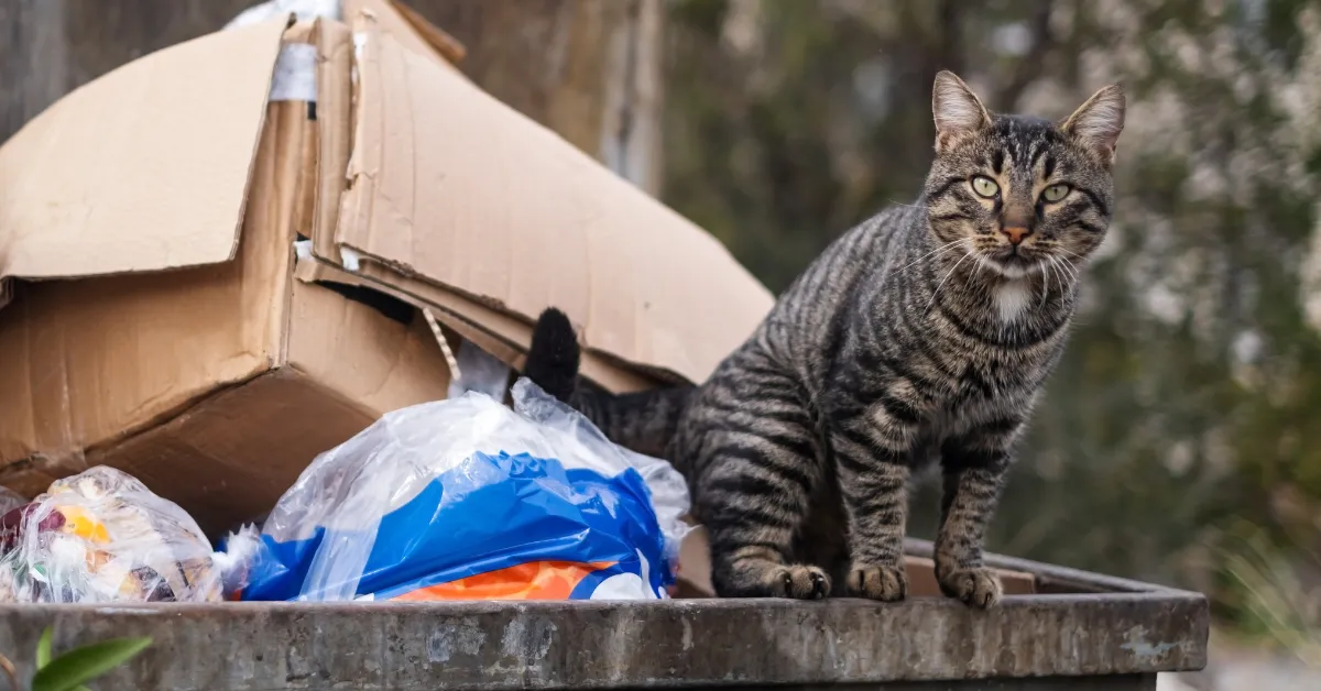 lost cat found Panama City Florida
