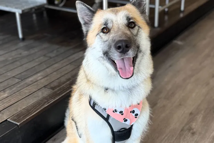 California dog left behind after family detained