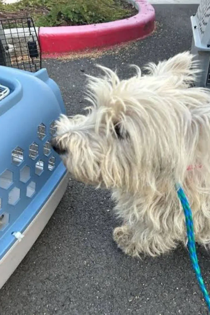 Matted West Highland White Terrier on a leash sniffing a pet carrier after being rescued from a Marysville trailer