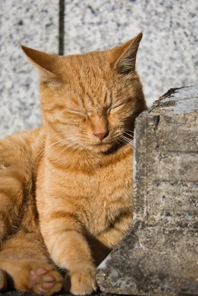 Hawk Fire Reno stray cat