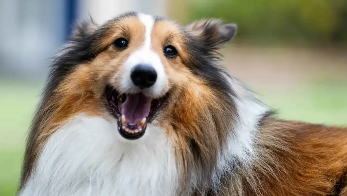 Milo, a 6-year-old Shetland Sheepdog, smiles after being rescued from a house fire in Pasadena.