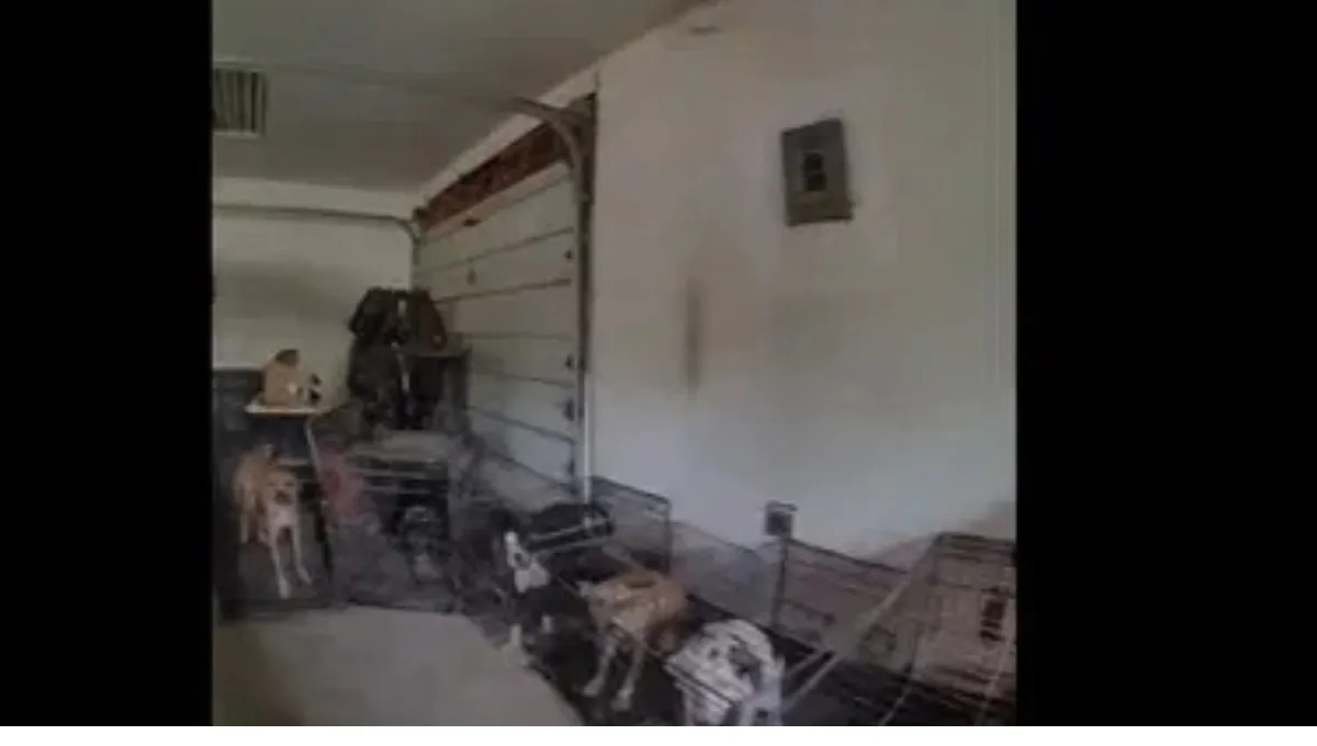 Dogs confined in small crates inside a garage during a Pierce County animal cruelty investigation