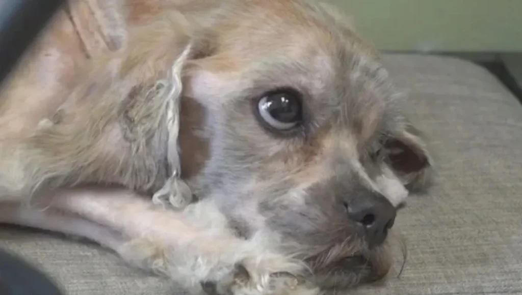 Philadelphia Dog Found Alive in a Trash Bag Is Finally Eating and Gaining Weight After Weeks of Critical Care 
