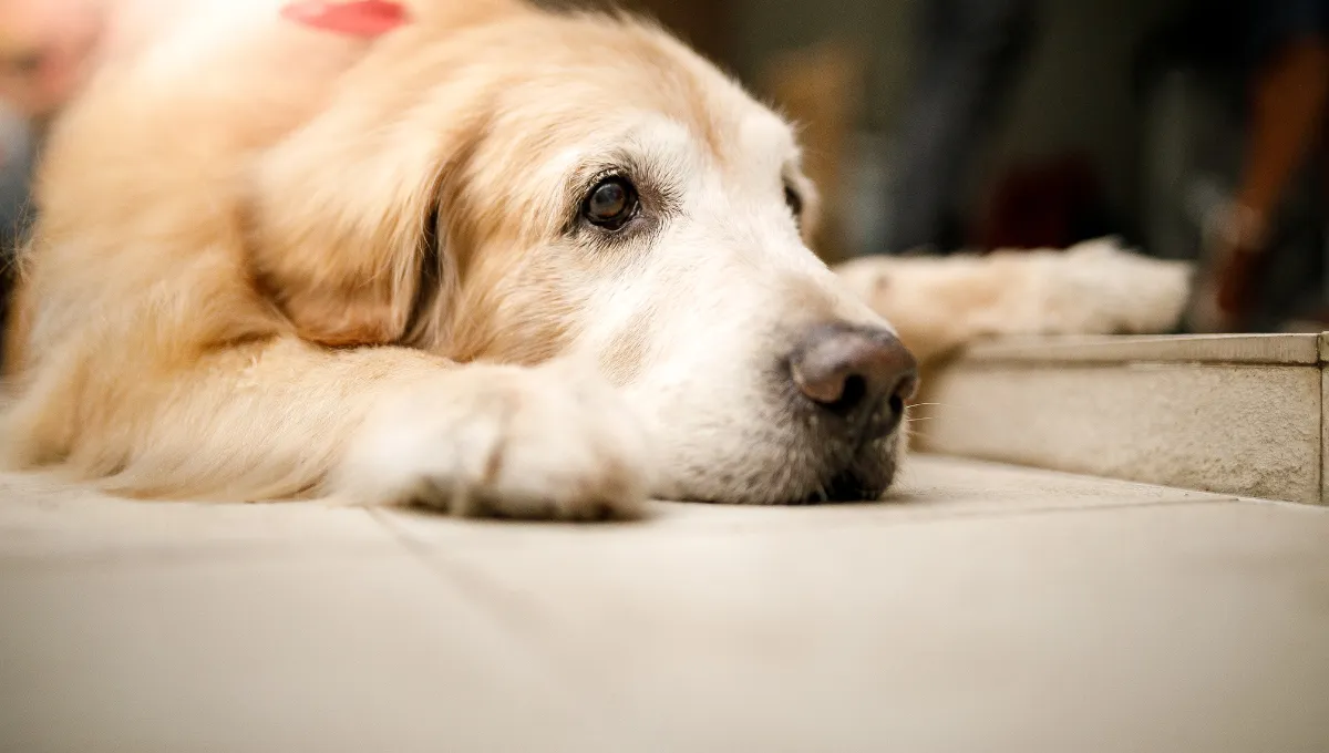 Senior golden retriever with a greying muzzle resting on a tiled floor, looking tired