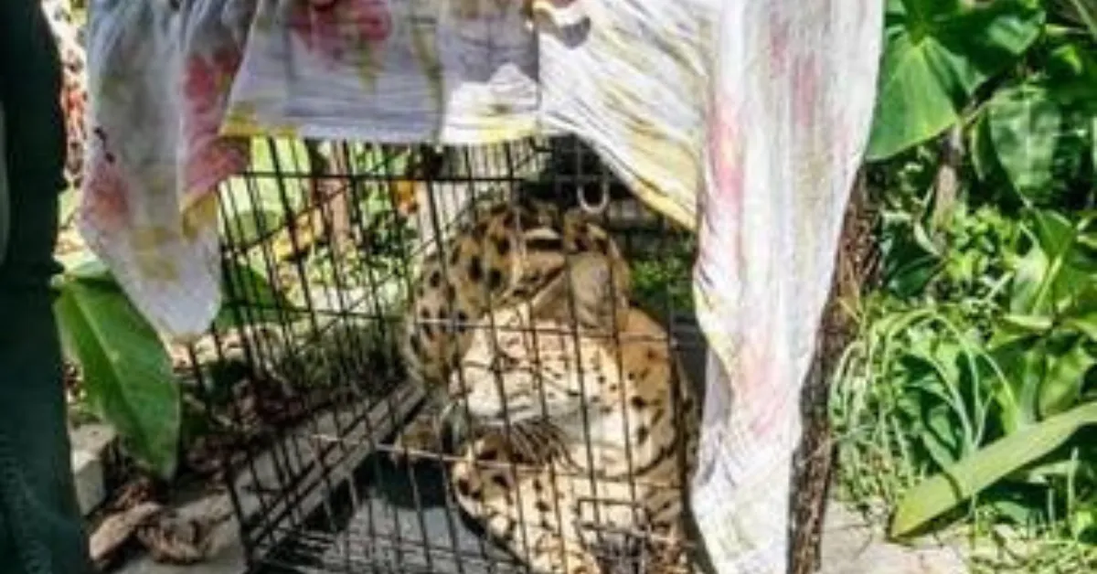 serval found Marrero house fire