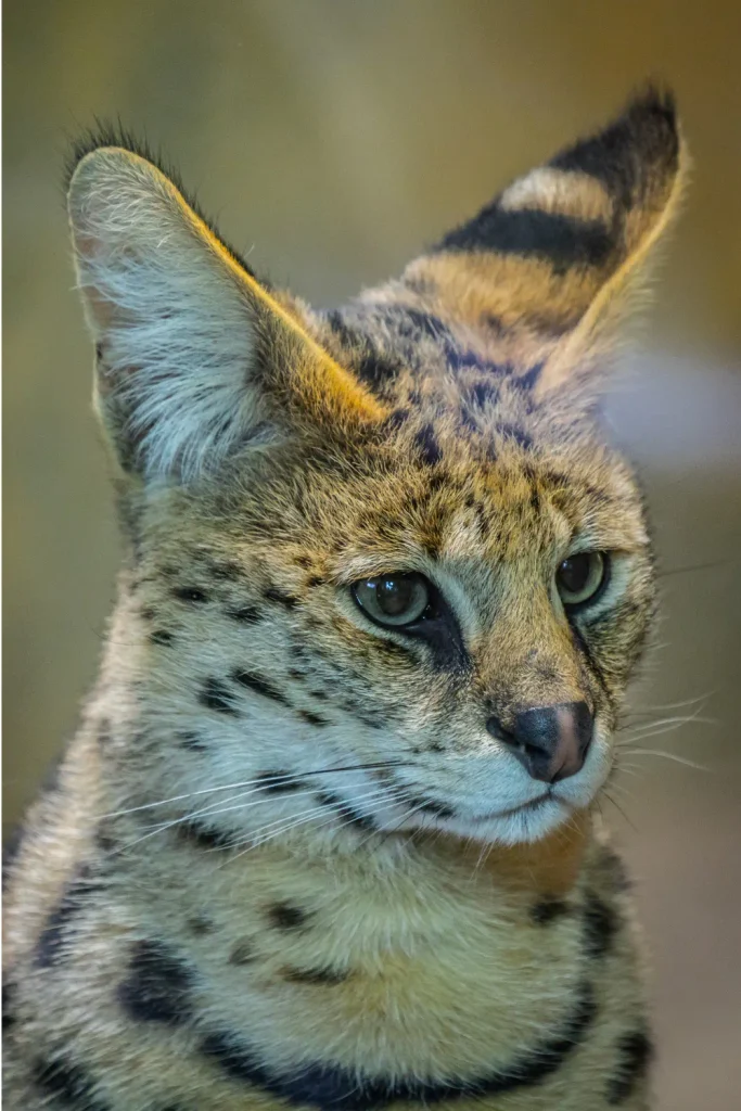 serval found Marrero house fire 