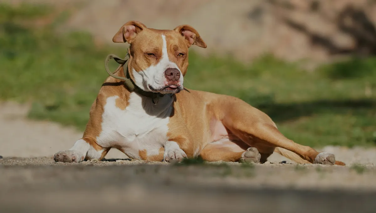 Texas shelter dog Blue, returned twice, finally gets a home with new family