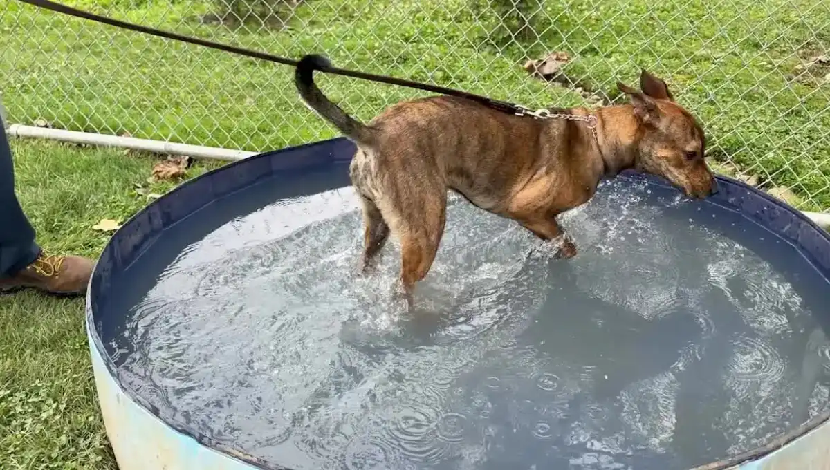 Skates, the dog abandoned behind Lorain Skate World, playing in a pool after being taken in for adoption
