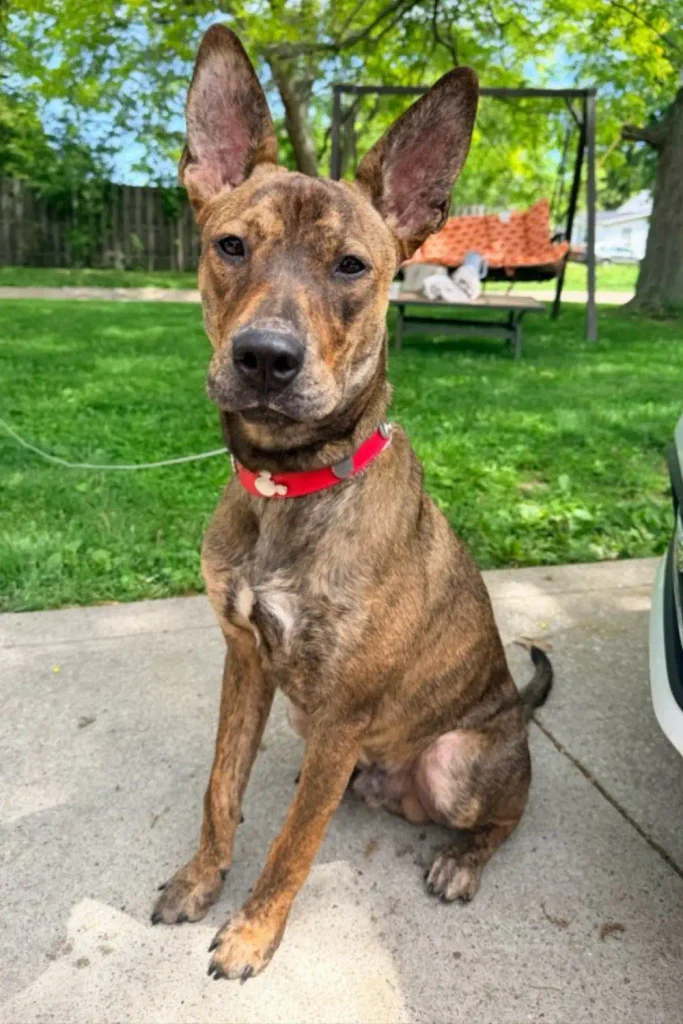 Skates, the dog abandoned at Lorain Skate World, now settled in his forever home