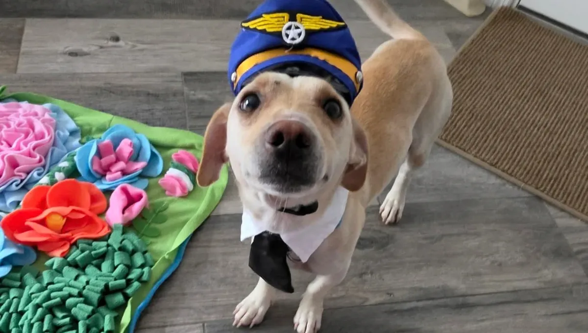 Rescued stray dog wearing a pilot costume, adopted after being chased at the airport