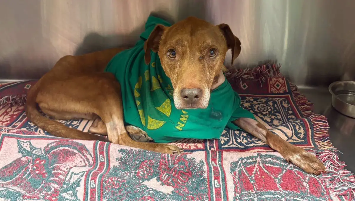 Sully, the Shawano County dog who survived nine gunshot wounds, resting on a blanket in his forever home