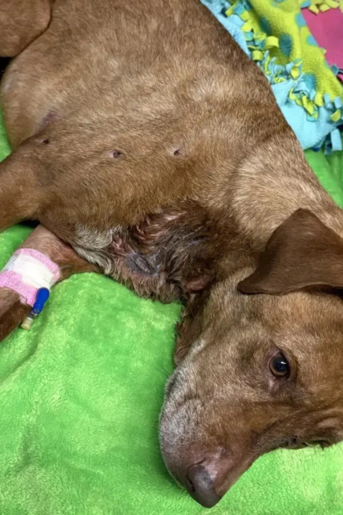 Sully (then called Sunny) recovering with an IV after being found with multiple gunshot wounds in Shawano County
