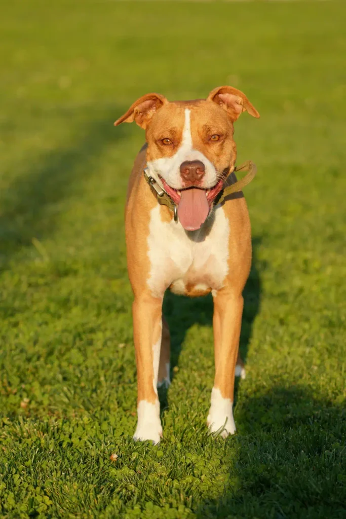 Texas shelter dog Blue standing on grass, returned twice, finally gets a home