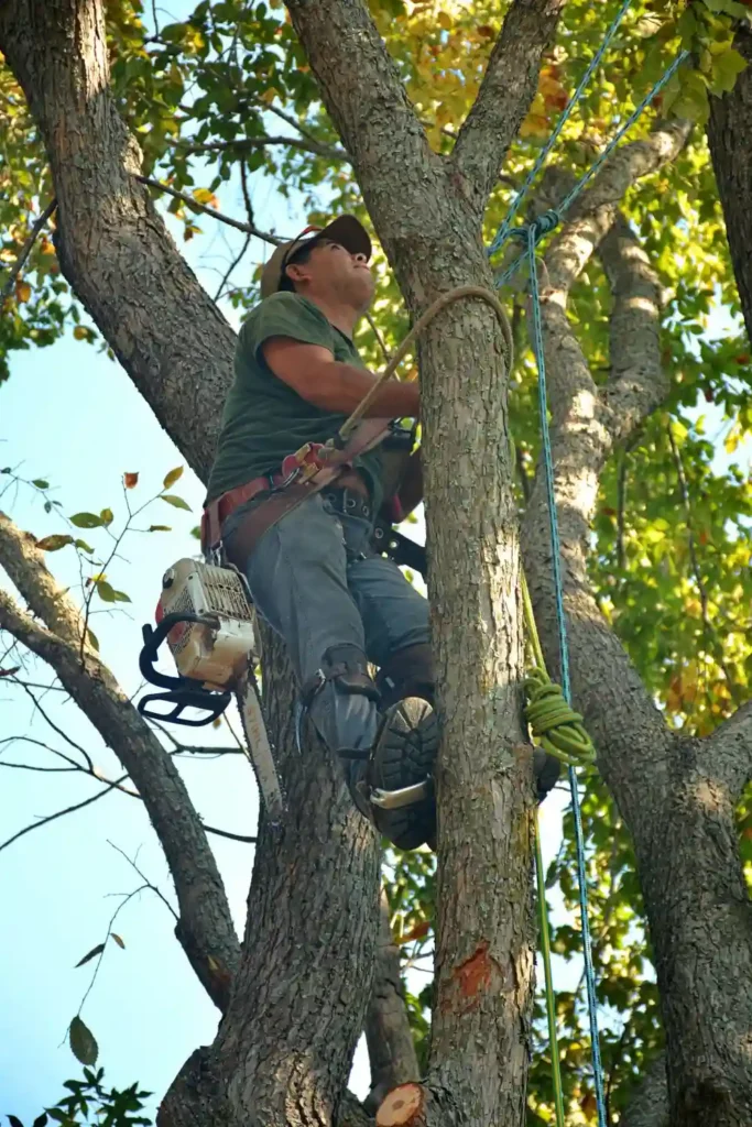 cat stuck in tree Sacramento