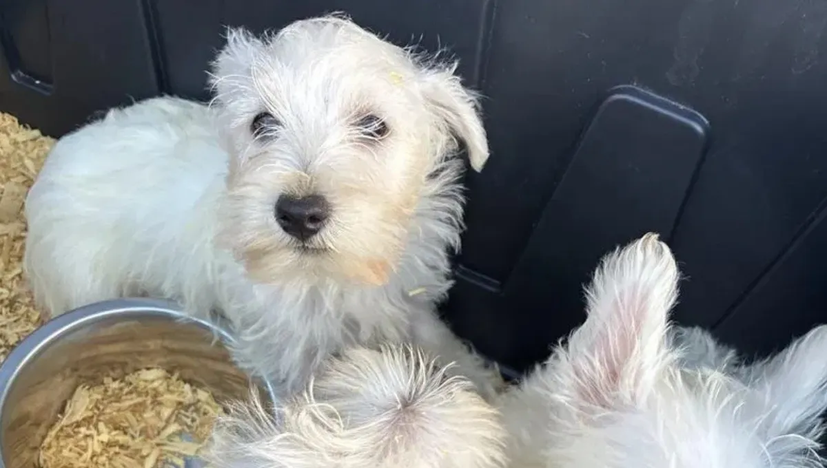 Rescued West Highland White Terrier puppies at the Everett Animal Shelter after being found in a cramped Marysville trailer