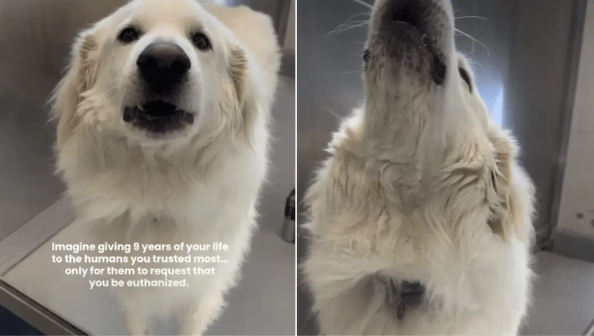 Senior white shelter dog Willow looking up at the camera, with text saying she gave 9 years to her family before they asked for her to be euthanized