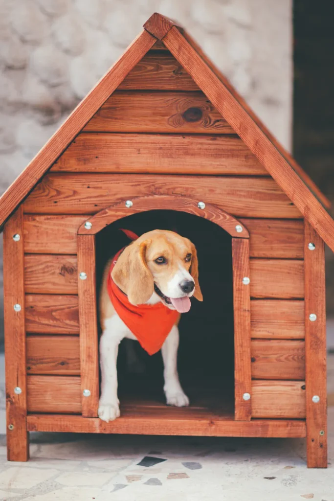 Wooden A-frame dog house with a beagle wearing a red bandana standing at the entrance
