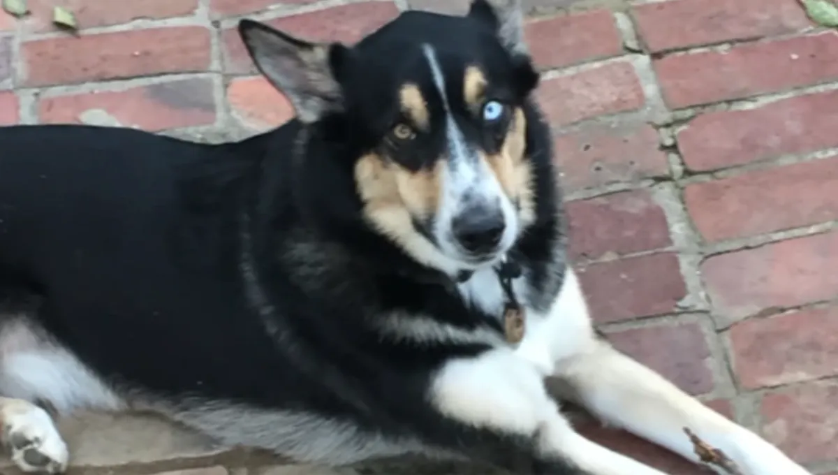 Wunjo, the Nashville husky mix who died after surgery at an unlicensed vet clinic