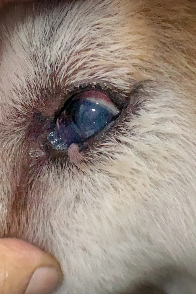  Can Cats Cry
