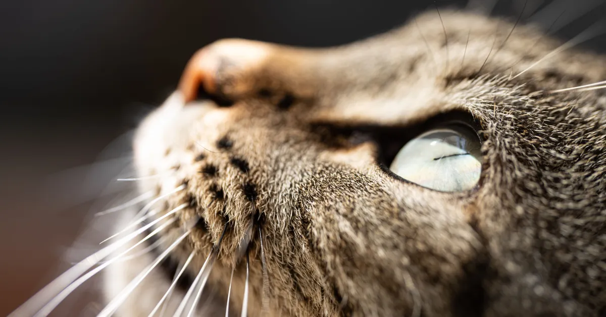 Can Cats Cry