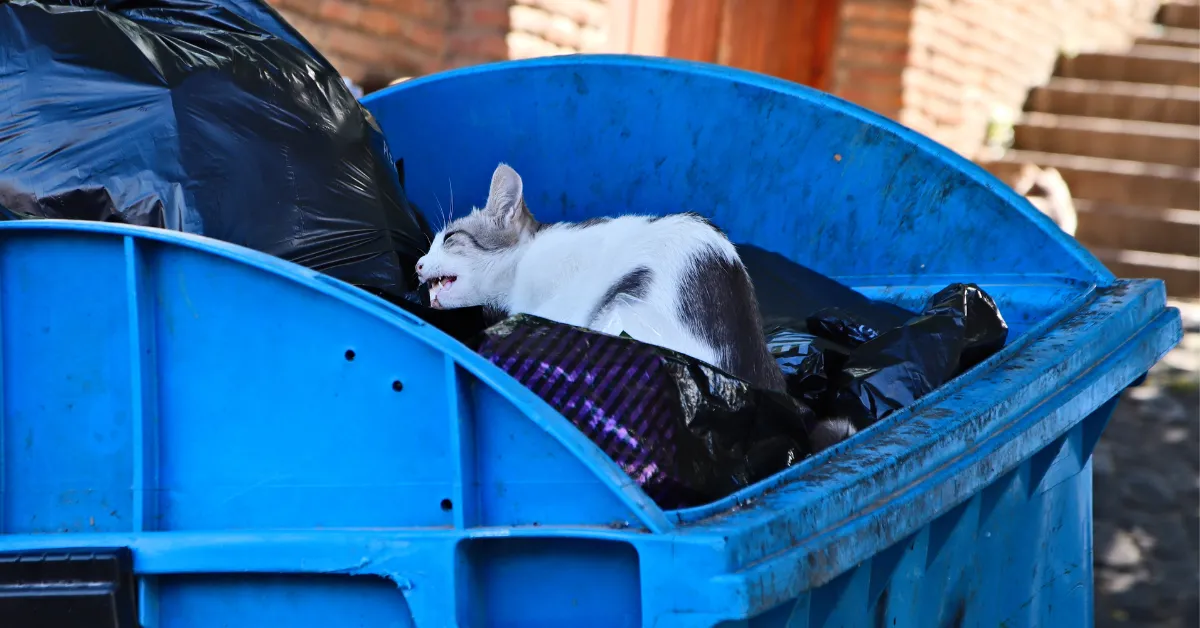 Cat Found in Dumpster, Bingham Maine