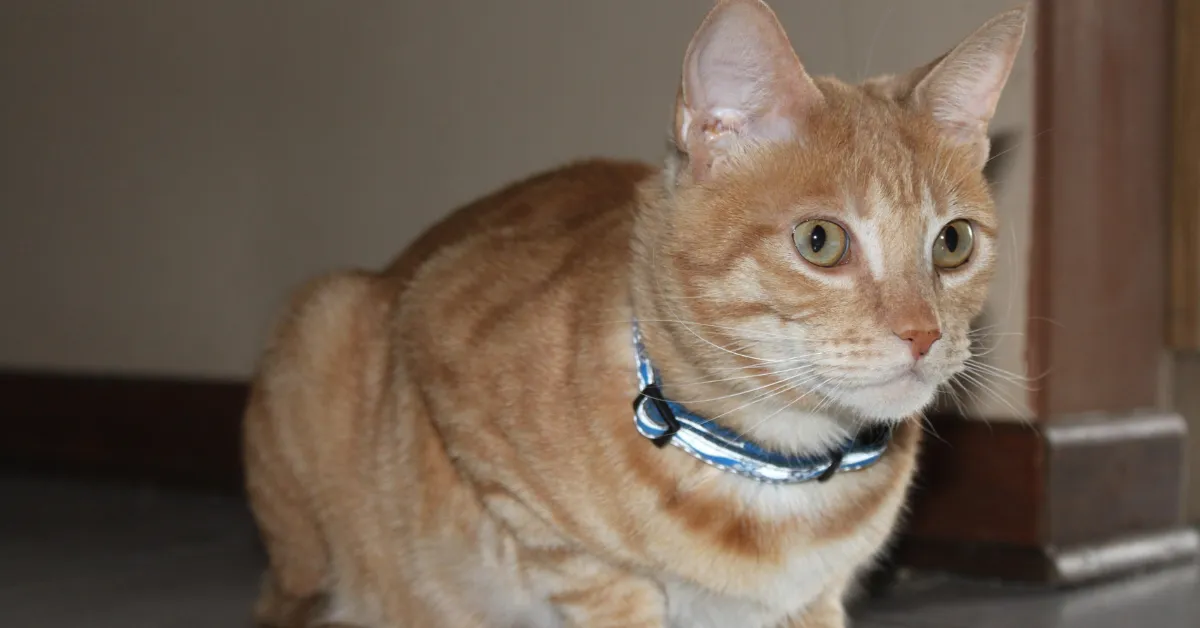 Eden Prairie cat shooting