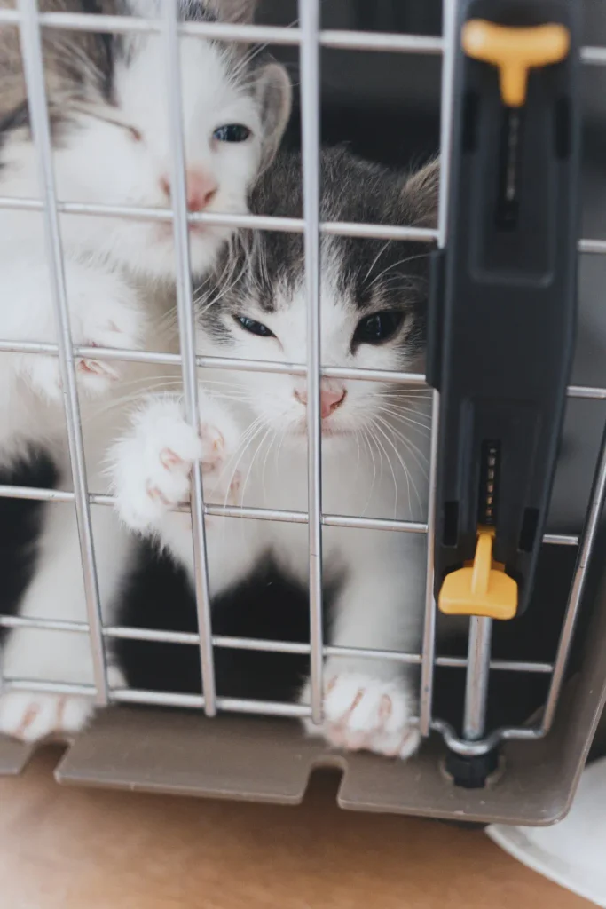 Lakeview Chicago cat rescue
