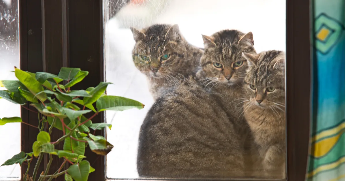 Lakeview Chicago cat rescue