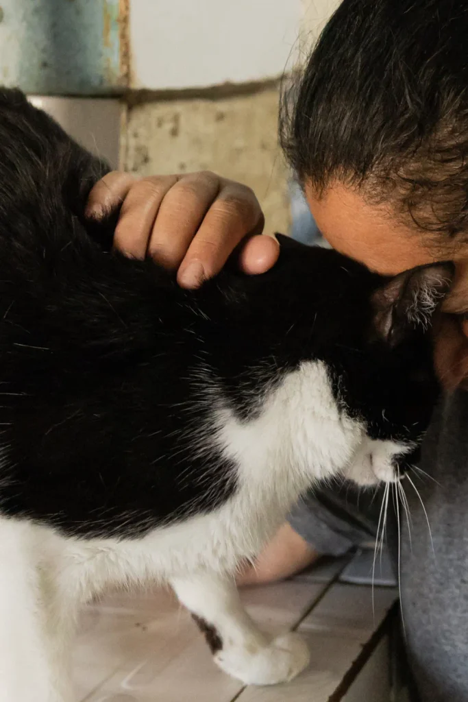 Mobile Alabama cat rescue