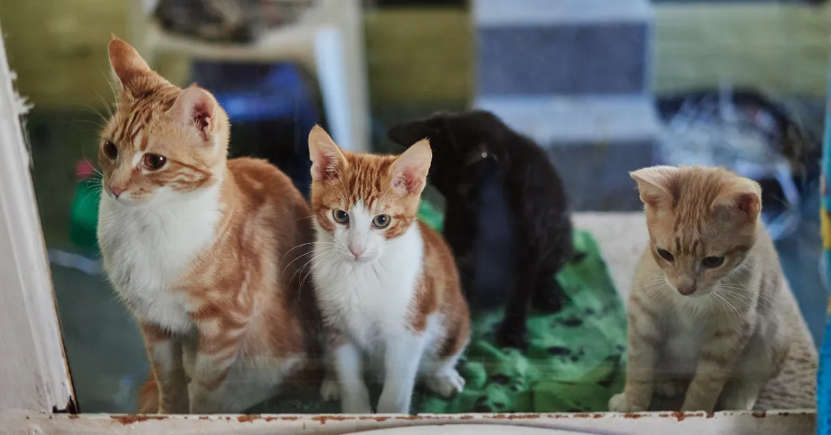 Mobile Alabama cat rescue