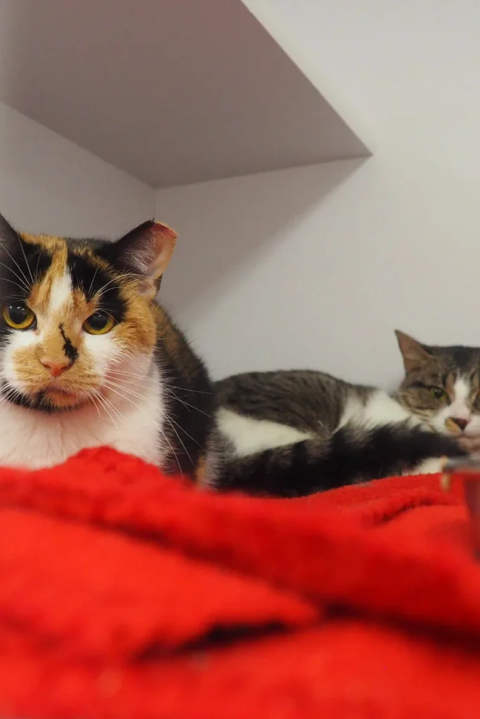 Orono Minnesota cat rescue