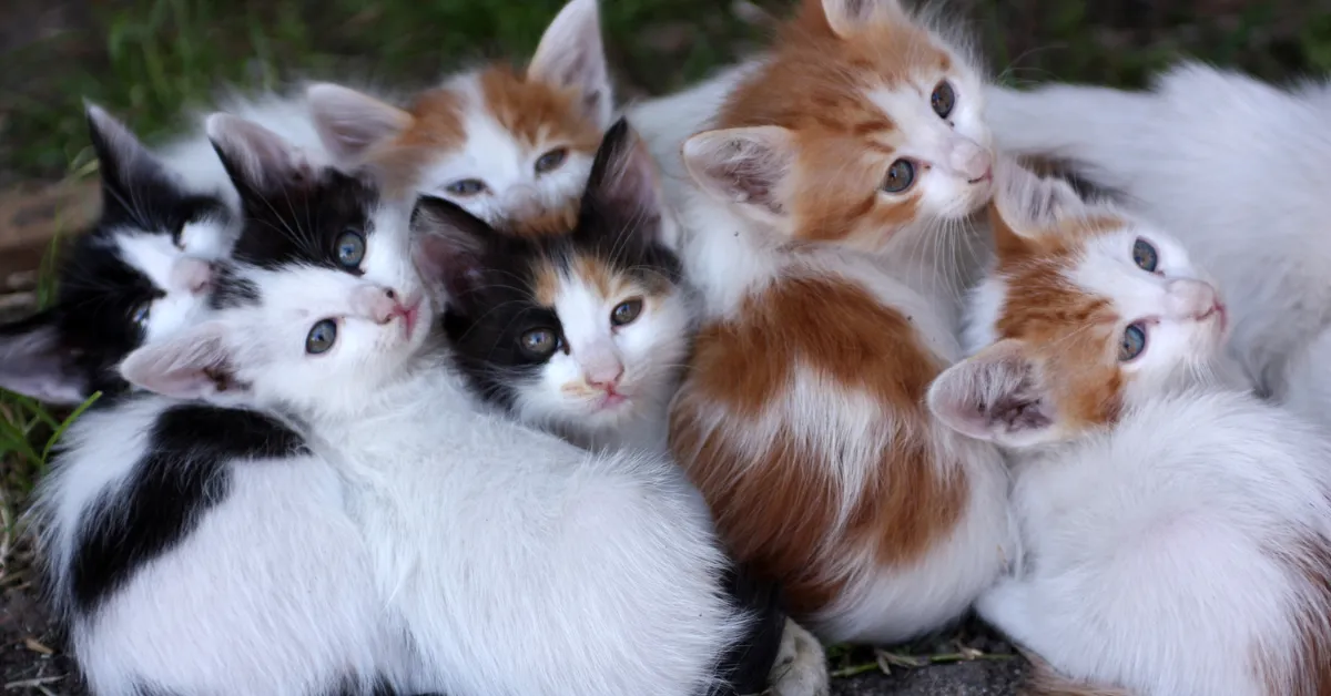 Orono Minnesota cat rescue