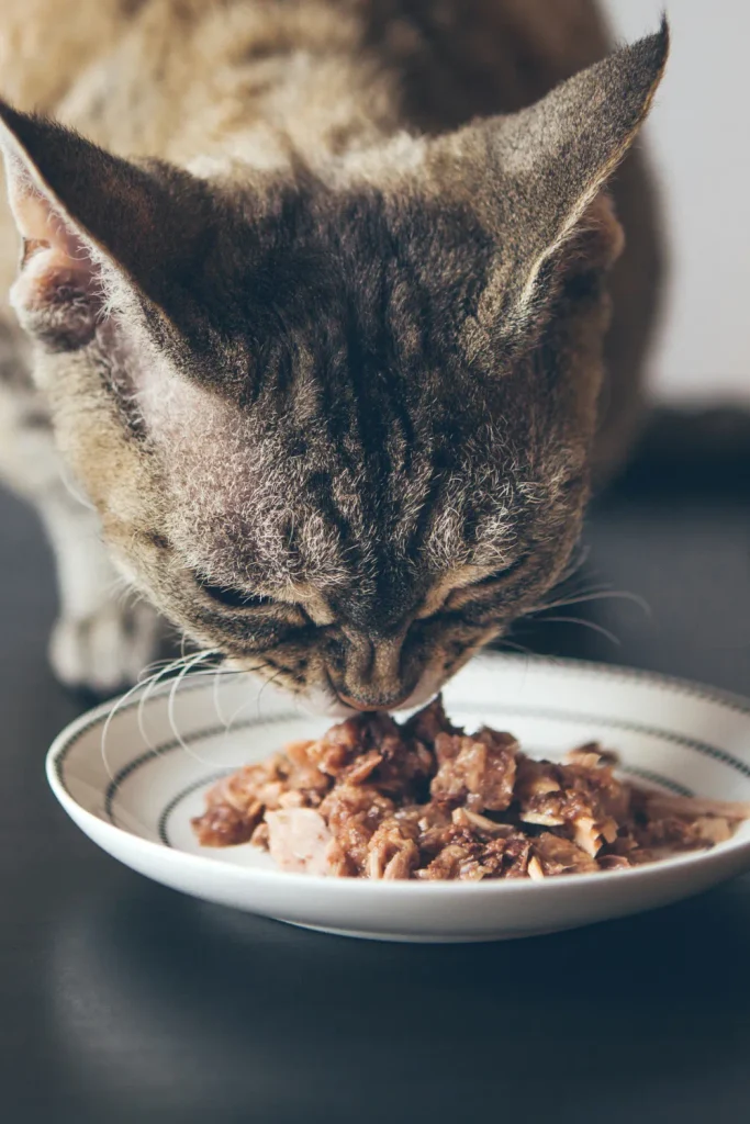 What to Feed a Nursing Cat