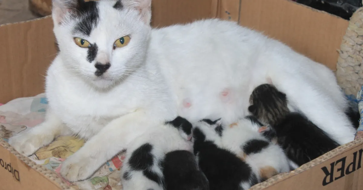 What to Feed a Nursing Cat
