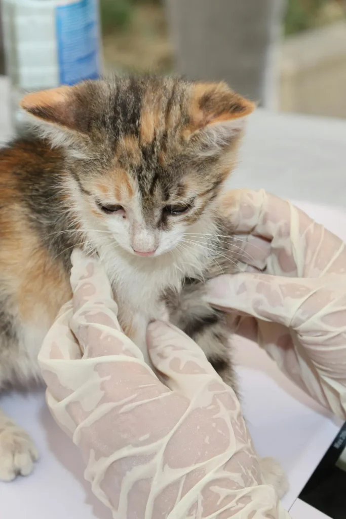 animal cruelty Winter Haven Florida