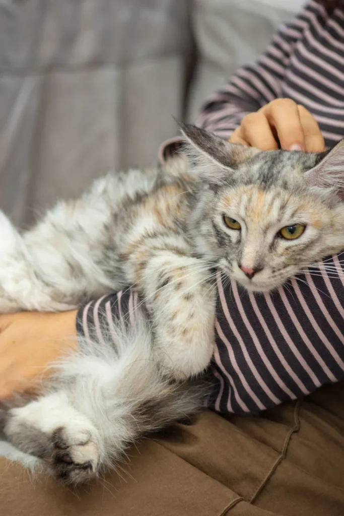 are cats good for mental health 