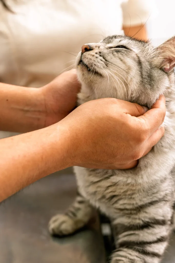 are more cats going to the vet