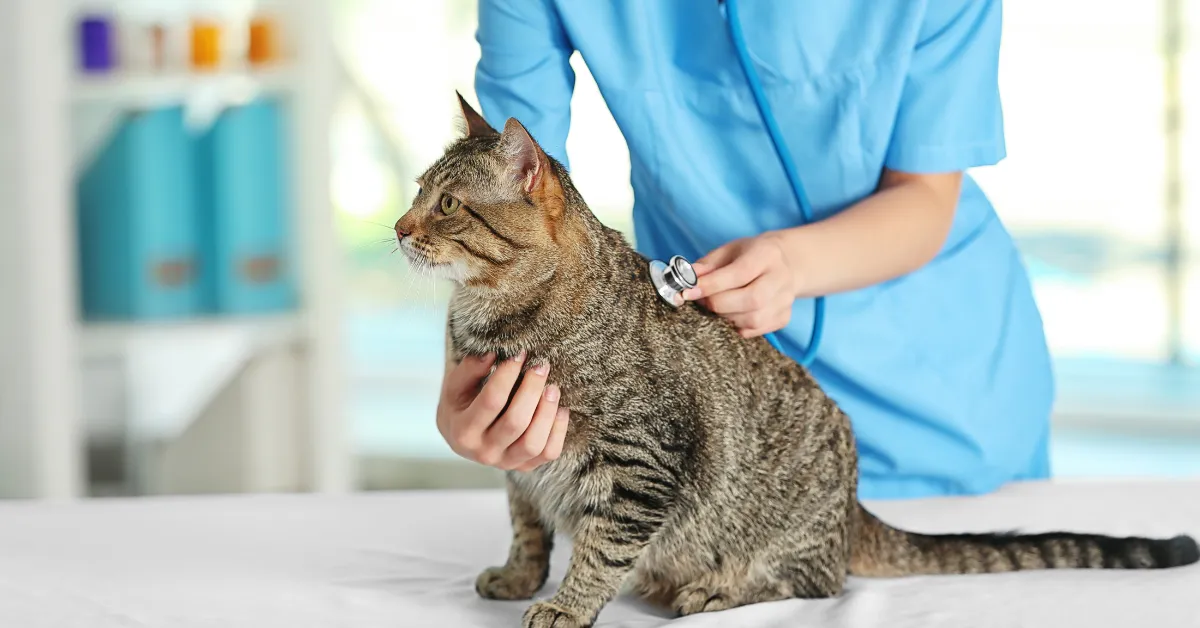 are more cats going to the vet