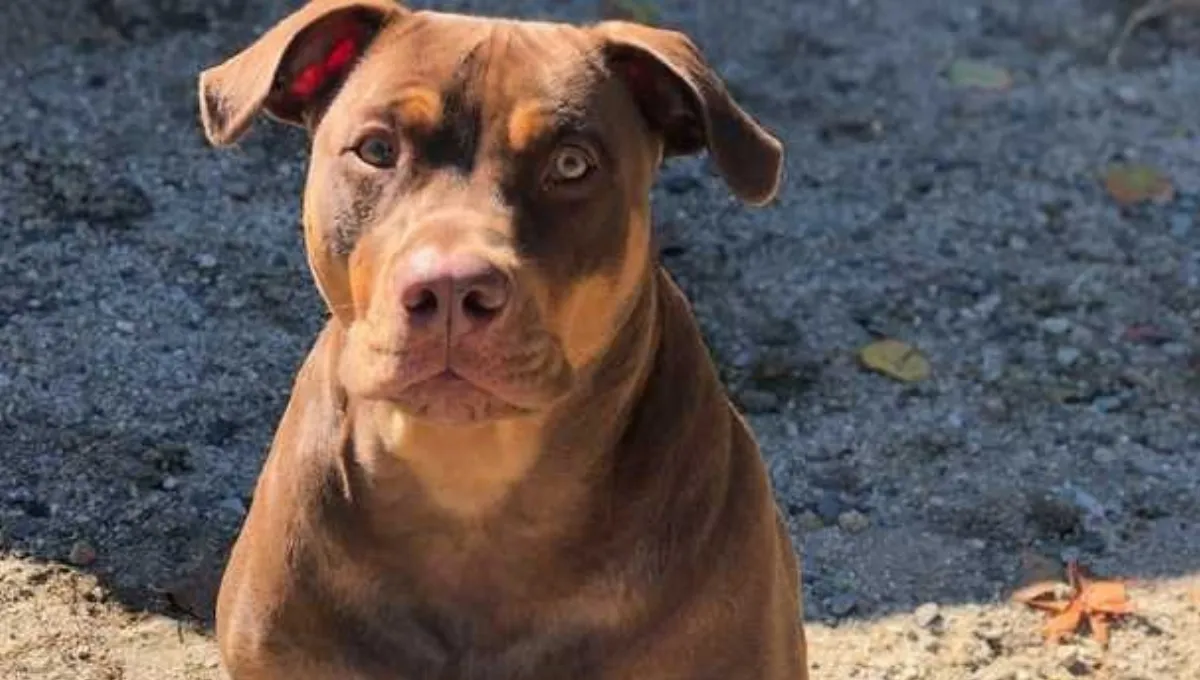 Boomer, the missing dog from Windham, sitting outdoors